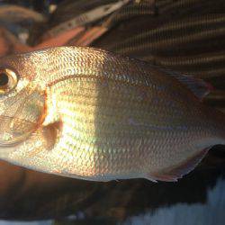 ソウダばっかりなので釣り方をかえてみた